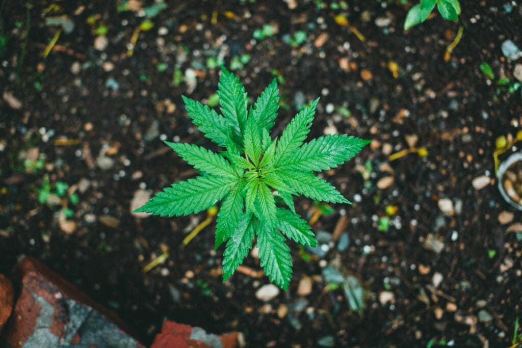 potting soil for weed