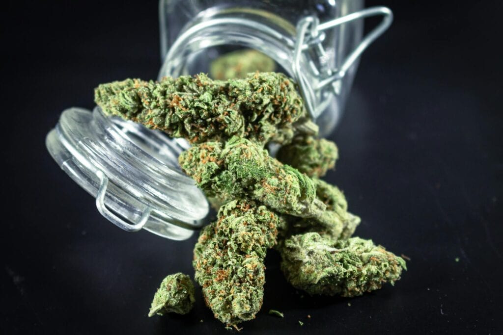 An image of a harvest of an plant with a good autoflower feeding schedule.