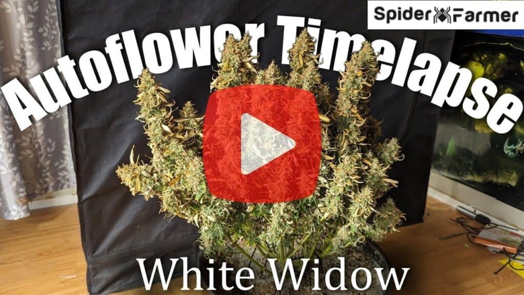 The thumbnail of a video that shows a time-lapse of an autoflower cannabis plant.