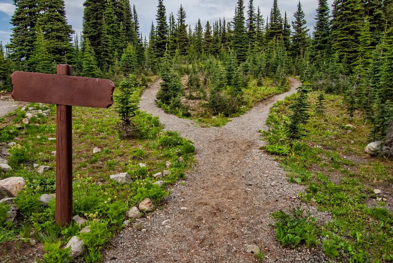 A fork in a dirt path through a pine forest with a blank signpost, representing the choice between autoflower vs photoperiod strains.