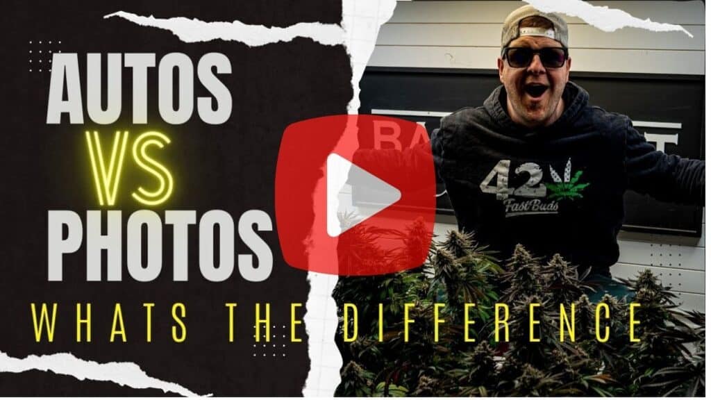 Youtube video thumbnail for a video about autoflower vs photoperiod.