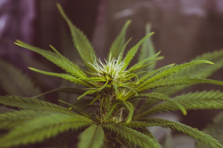 A picture showing an autoflower cannabis plant