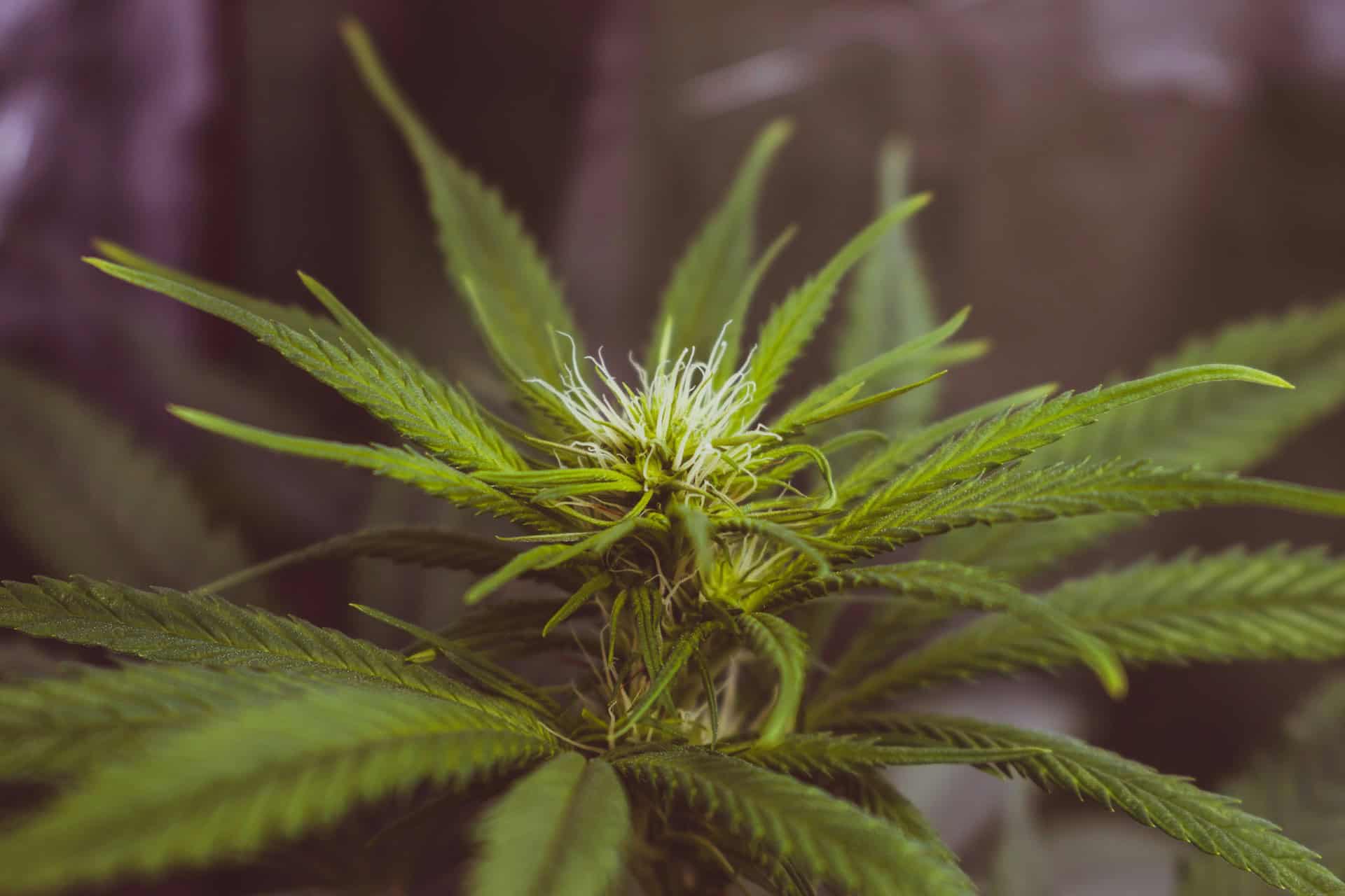 A picture showing an autoflower cannabis plant