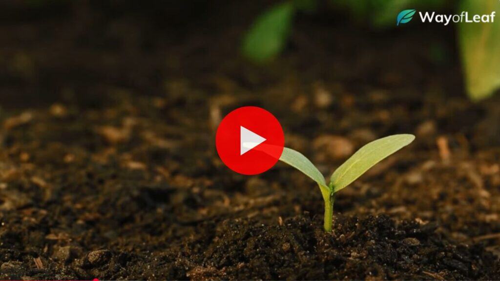 A time lapse of the grow cycle of a cannabis plant