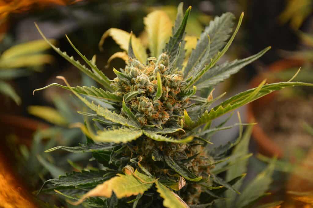 A cannabis plant in the flowering stage, answering the question 'Is Growing Cannabis Hard' with a healthy display of buds.