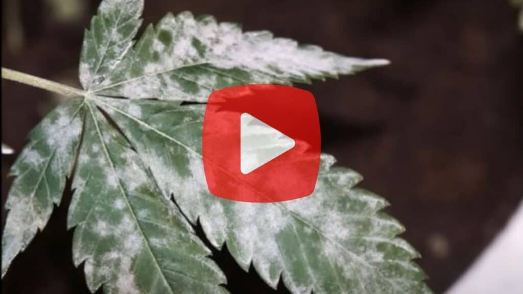 An image showing mold on cannabis plant leaves.