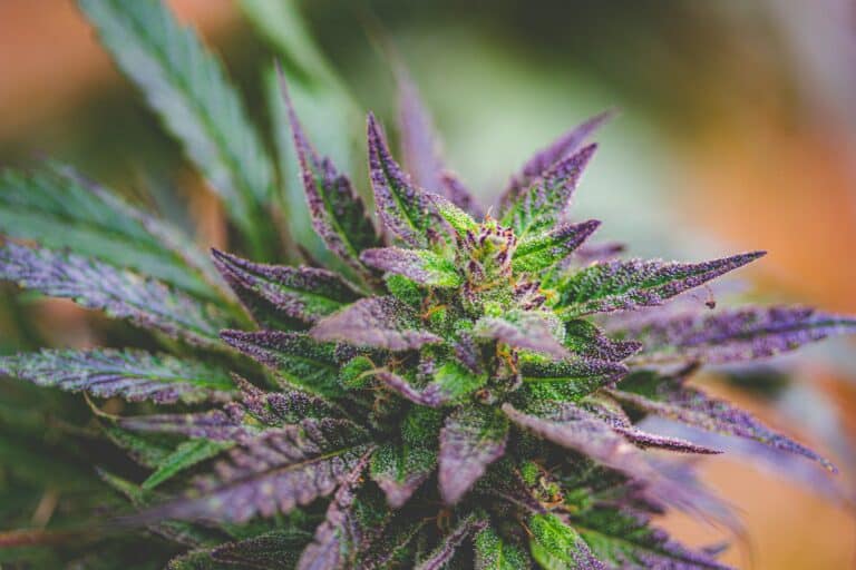 An image of a beutiful cannabis strain that can be grown at home.