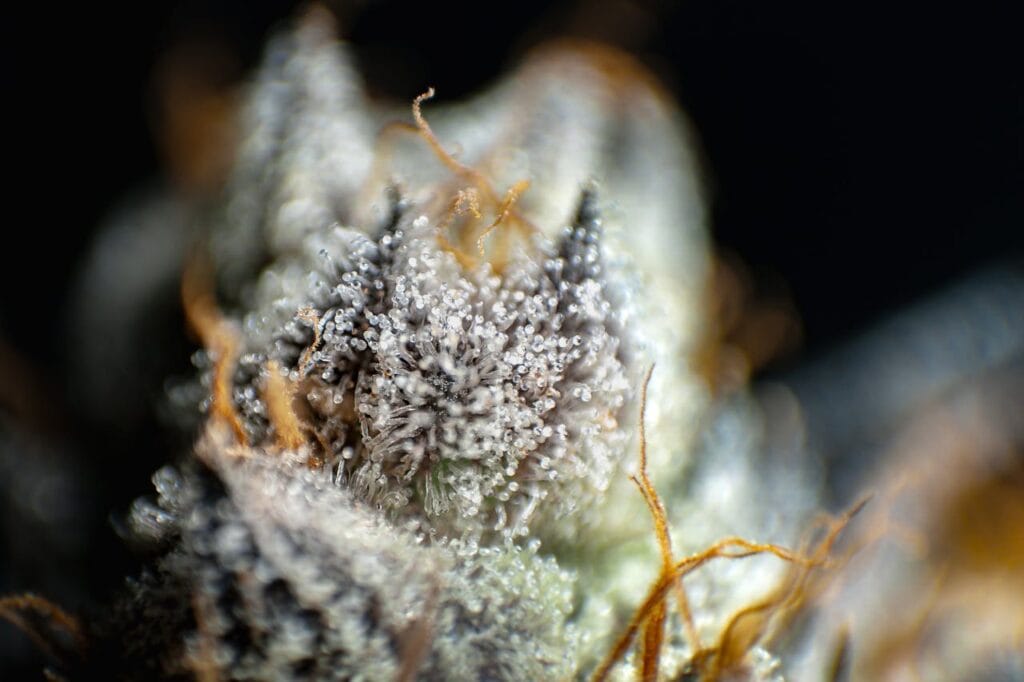 an image of milky cannabis trichomes