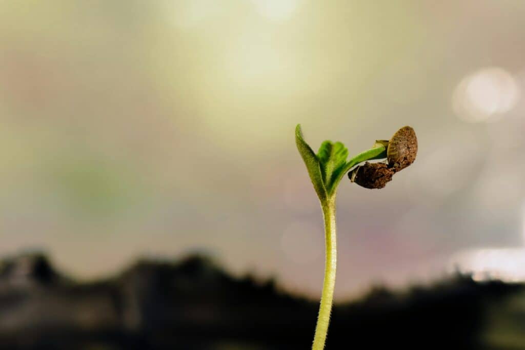 Germinate Cannabis Seeds