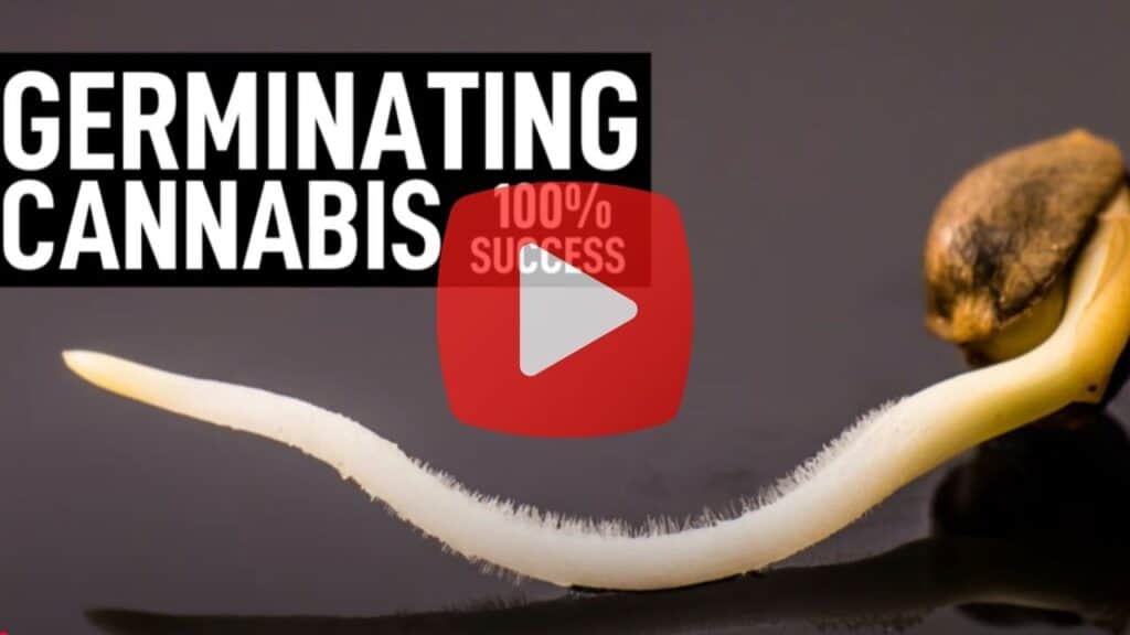 A video showing beginners how to germinate their cannabis seeds.
