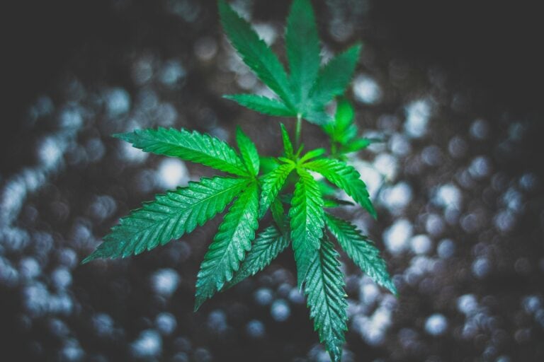 A young autoflower cannabis plant with vibrant green leaves growing in dark soil.