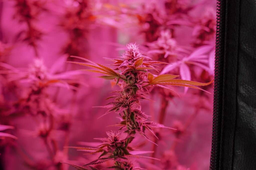 An image of an autoflowert cannabis plant in a grow tent under an LED grow light.