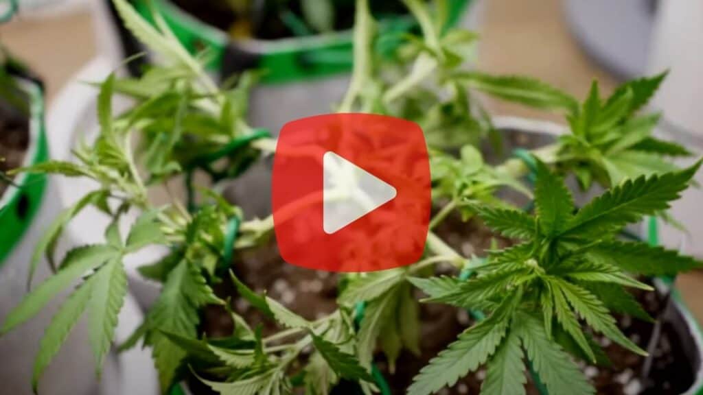 An image of a video that every beginner growing autoflowers should watch