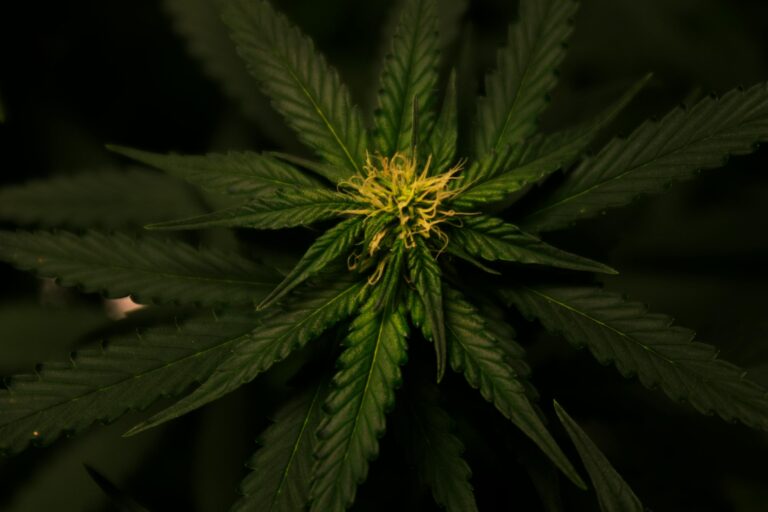 growing cannabis for beginners