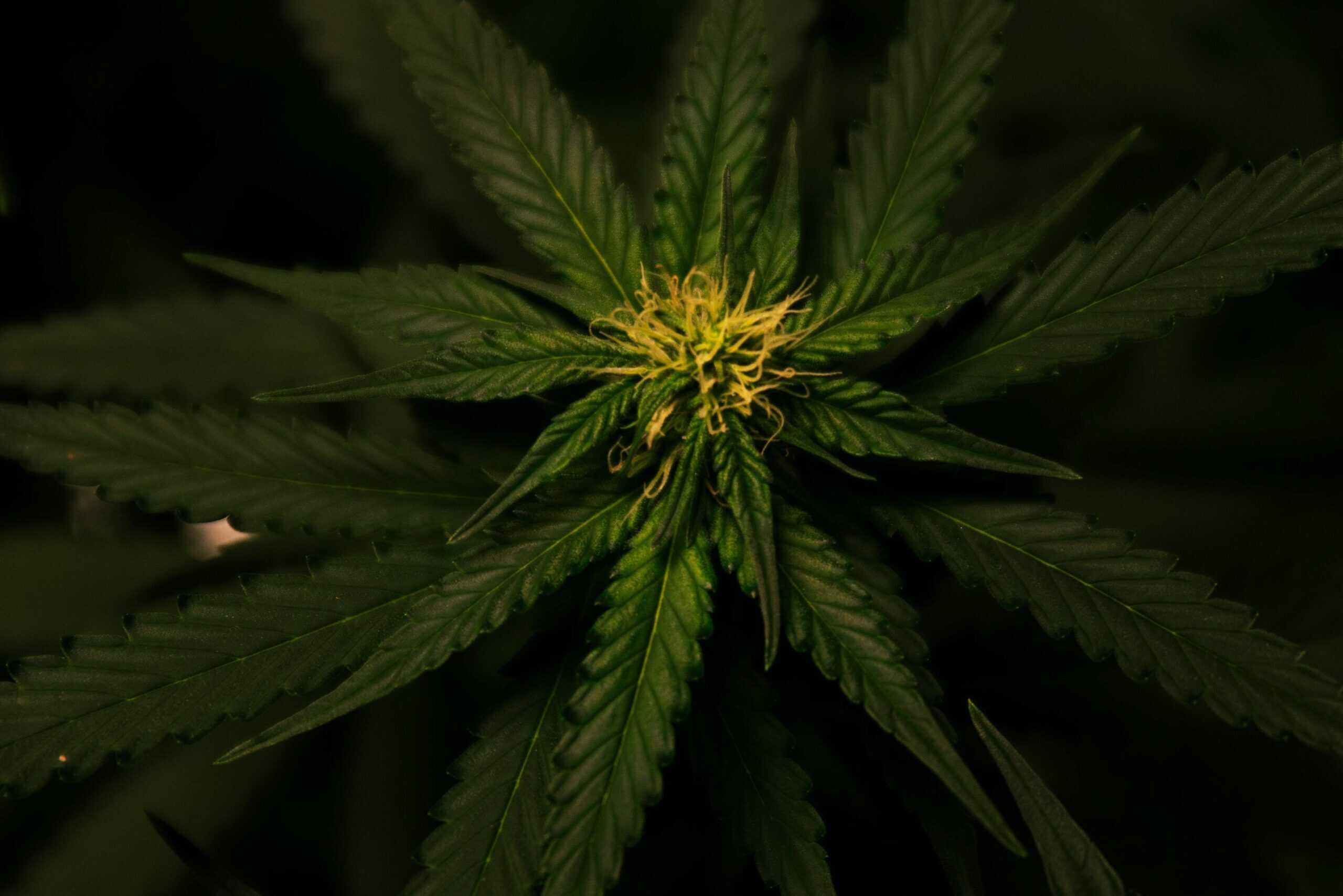 growing cannabis for beginners