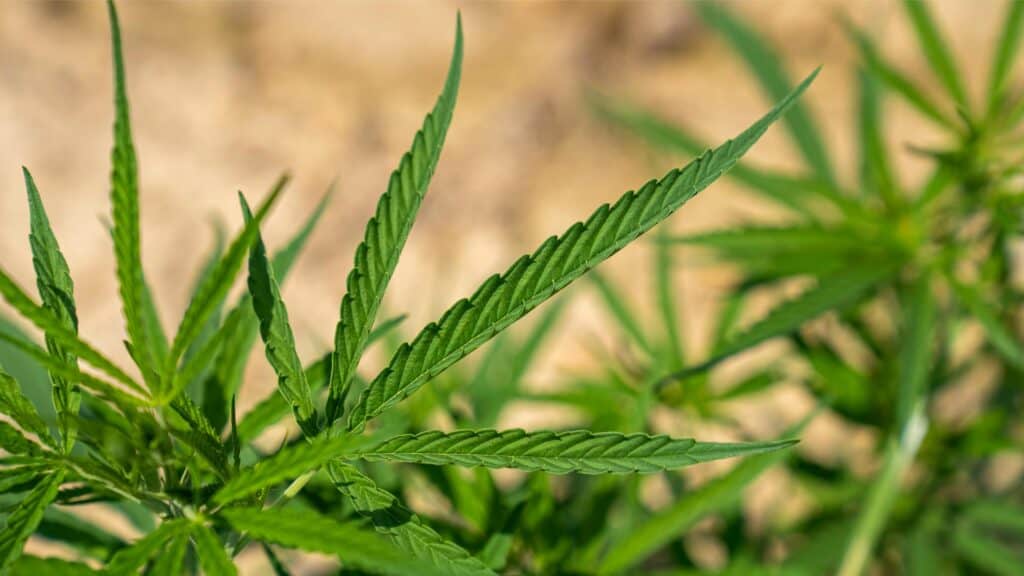 growing cannabis outdoors in sunlight A beautiful outdoor cannabis plant enjoying the benefits of natural sunlight during its growing season.