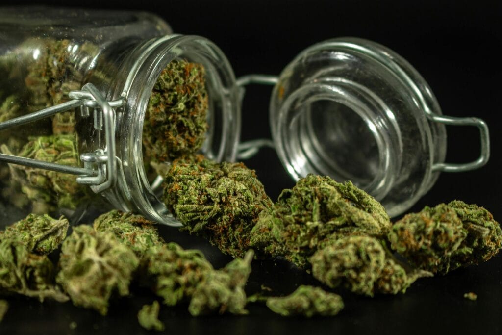 harvested cannabis-in-jars The final reward of growing cannabis: perfectly cured buds stored in glass jars, ready for use.