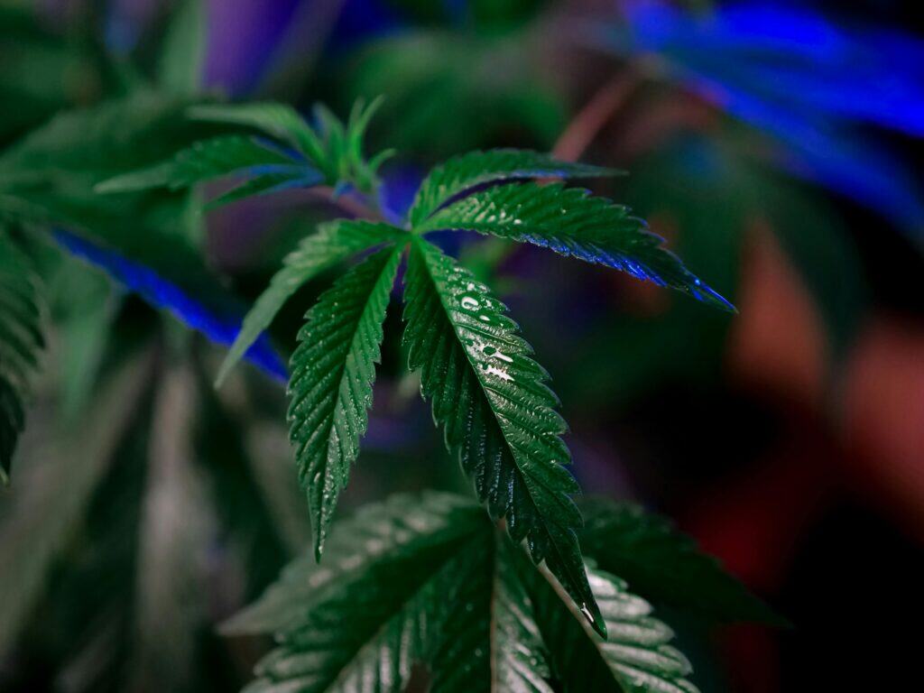 A vibrant, healthy young cannabis plant in the vegetative stage, showing what a successfully germinated seed can become.