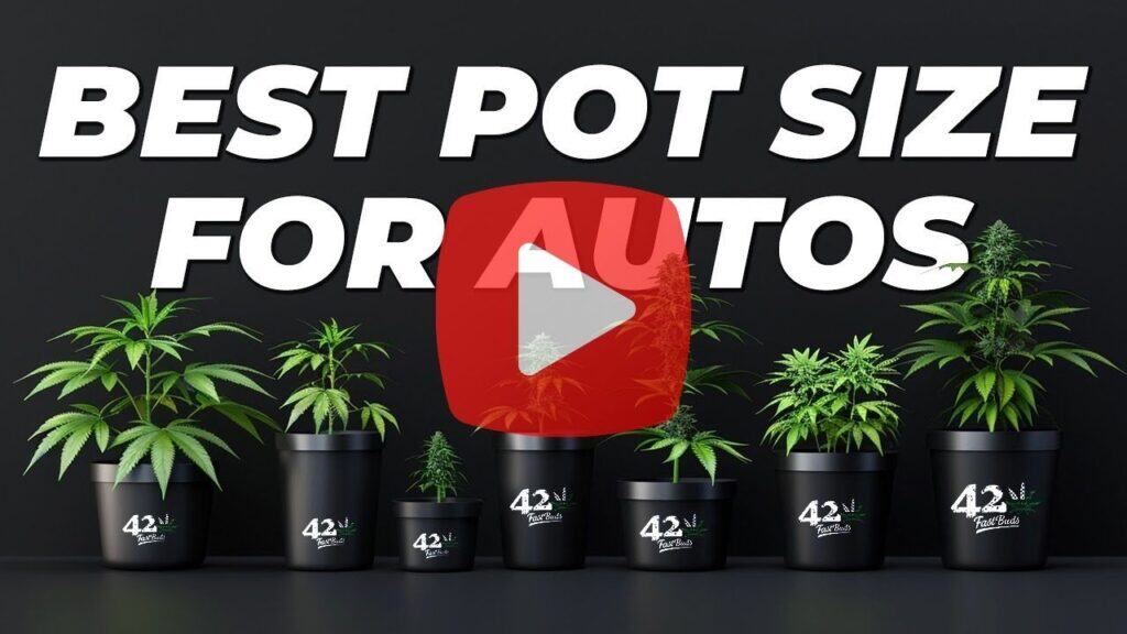 An image of a YouTube video that answers how tall do autoflowers get based on their pot size.