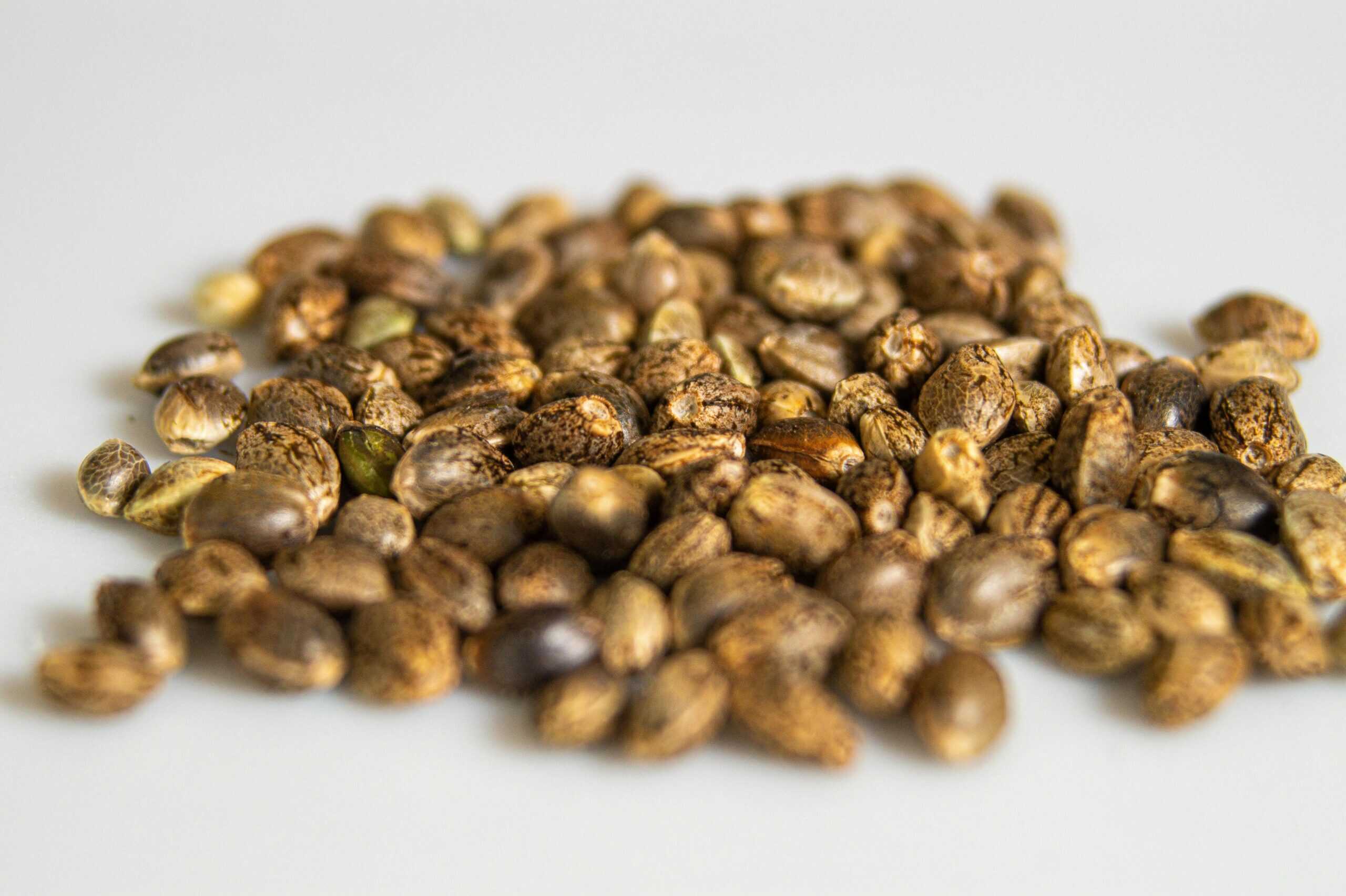 A close-up of several healthy cannabis seeds, ready for germination.