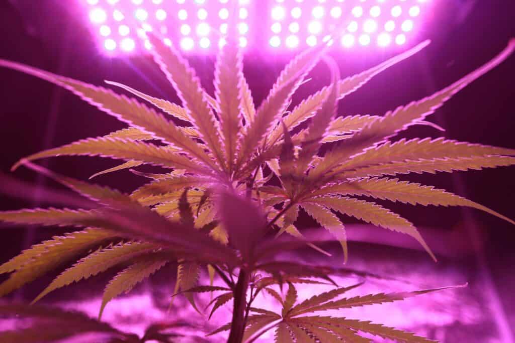 Growing cannabis indoors under an LED grow light