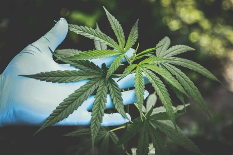 A beginner grower's gloved hand inspects a healthy cannabis plant, demonstrating a key step in growing cannabis.