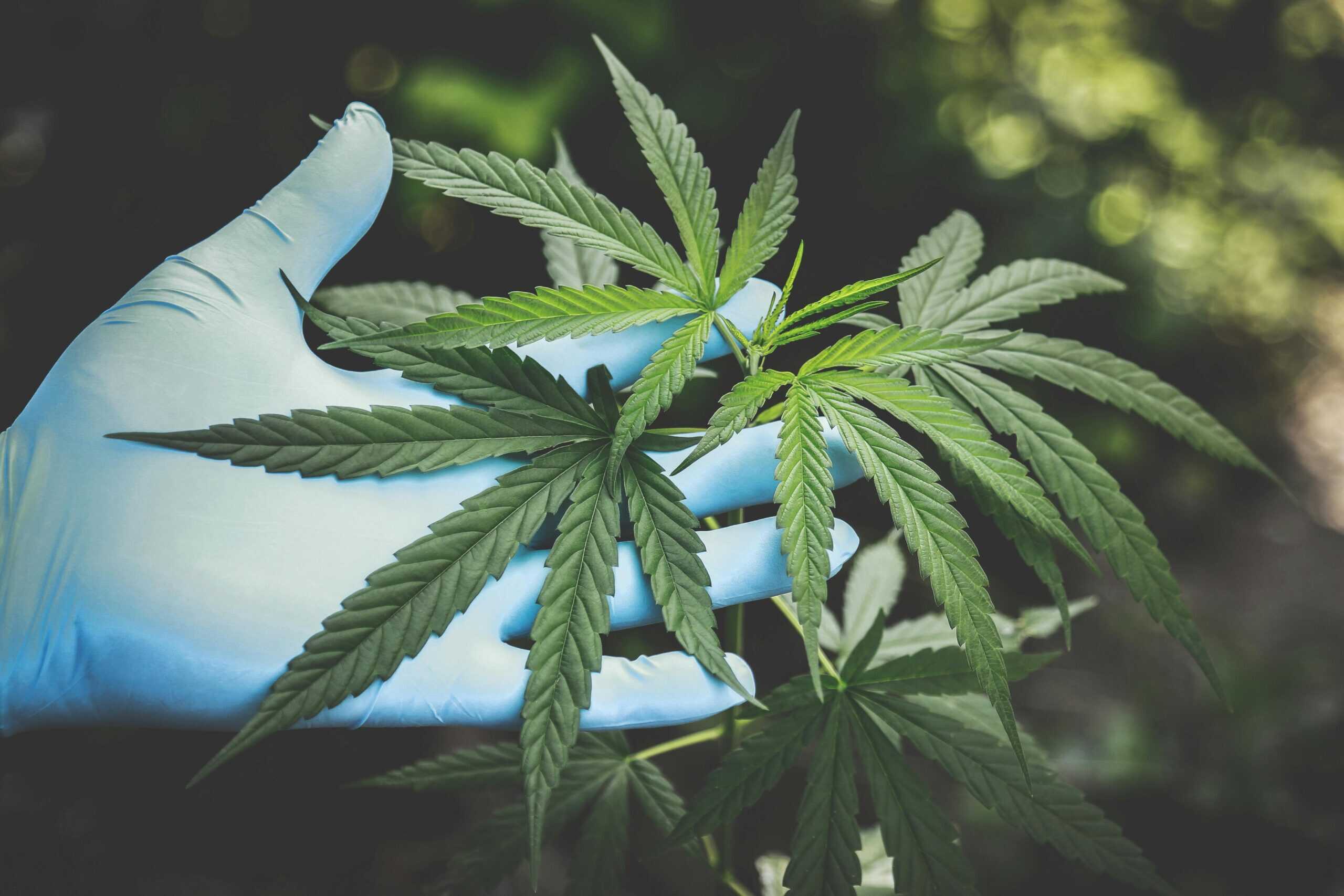A beginner grower's gloved hand inspects a healthy cannabis plant, demonstrating a key step in growing cannabis.
