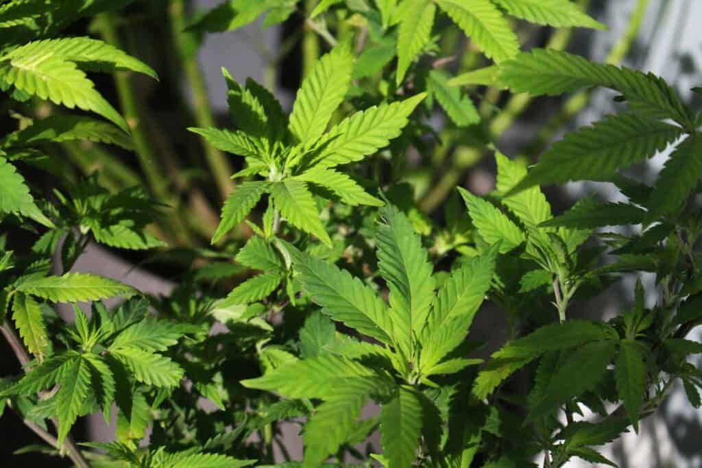An image of a large photoperiod plant