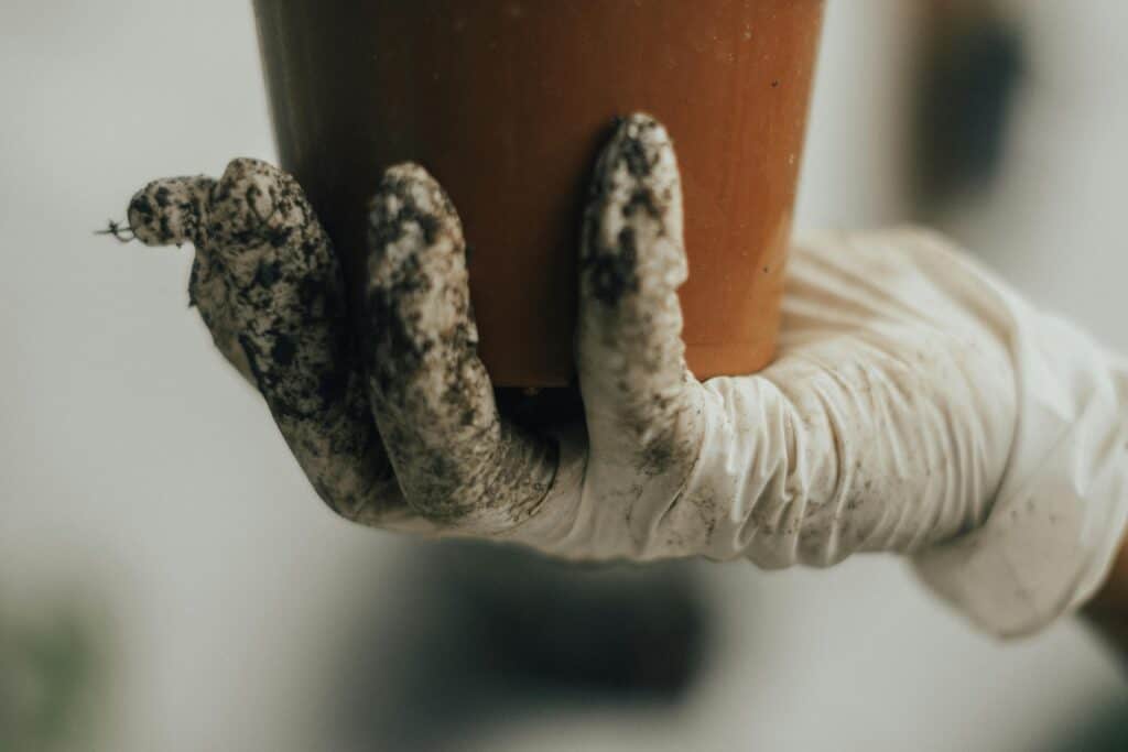 A close-up of a single cannabis seed into a small hole in rich, dark soil in a pot.