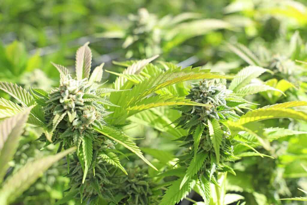 Lights For Growing Cannabis