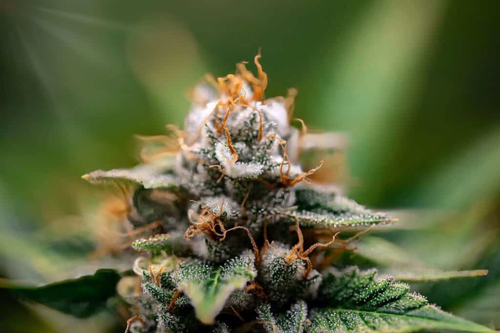 An image showing medicinal cannabis terpenes.