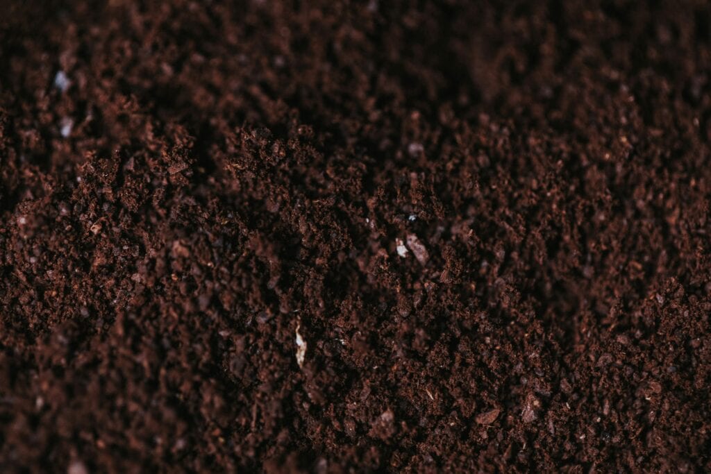 cannabis plant in soil