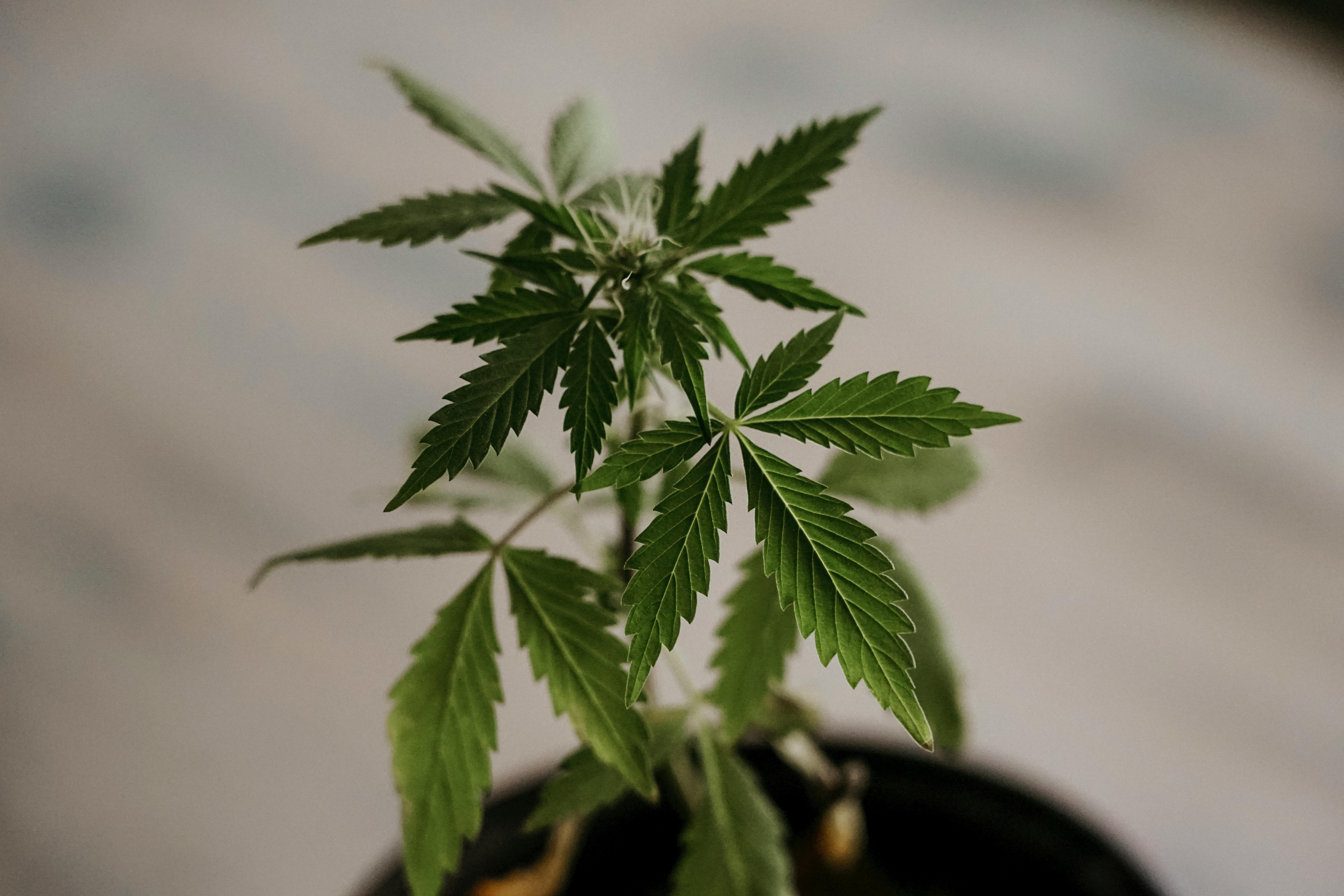 start growing weed