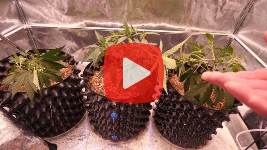 An image of a video teaching how training autoflowers works for beginners.