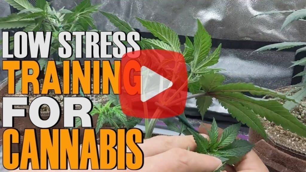 A YouTube video thumbnail showing hands performing low-stress training on a cannabis plant