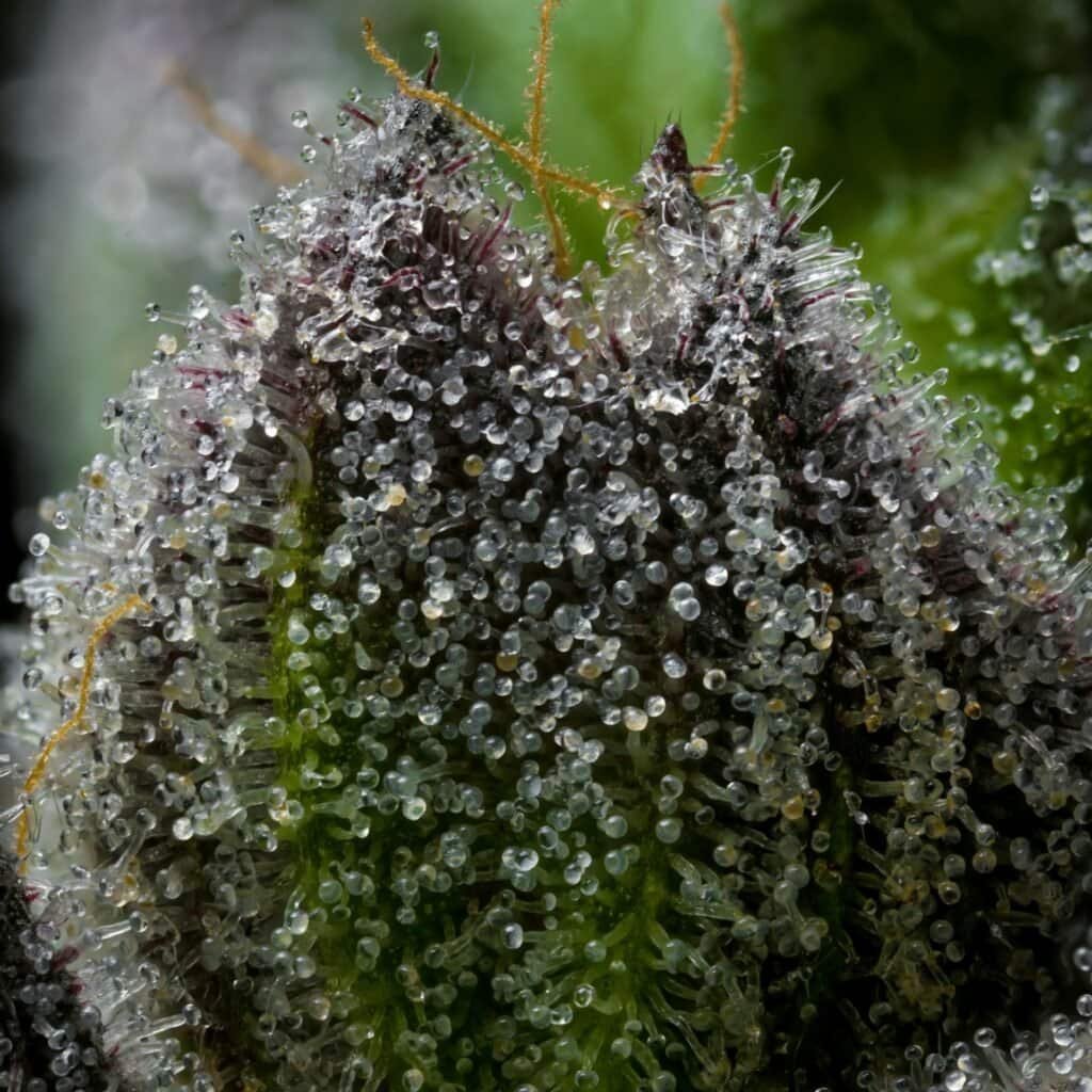 An image of a flowering cannabis plant's trichomes.
