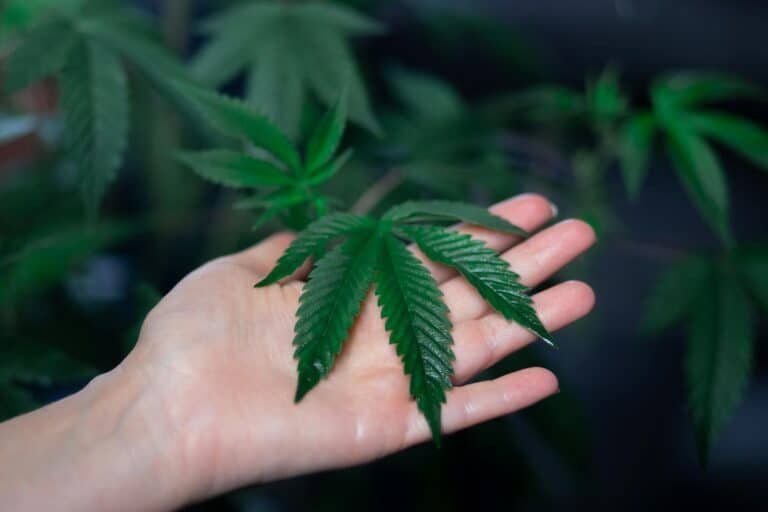 A medical cannabis patient inspecting a vibrant green leaf from their home grow.