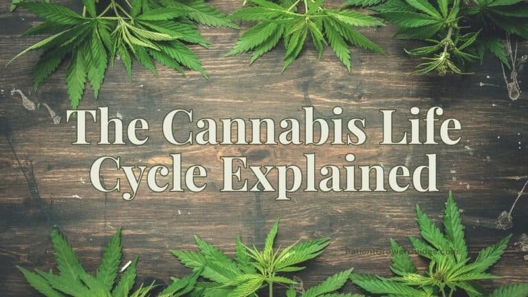The Cannabis Life Cycle Explained title text over a dark wood background framed by cannabis leaves.