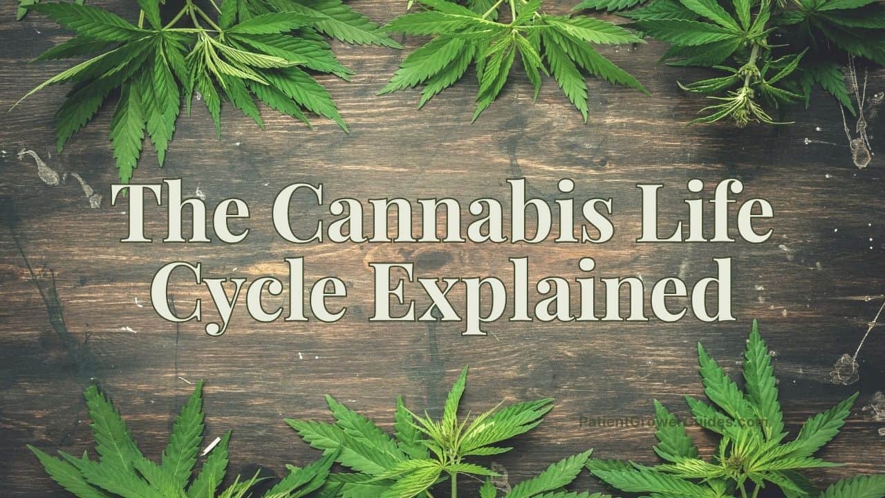 The Cannabis Life Cycle Explained title text over a dark wood background framed by cannabis leaves.