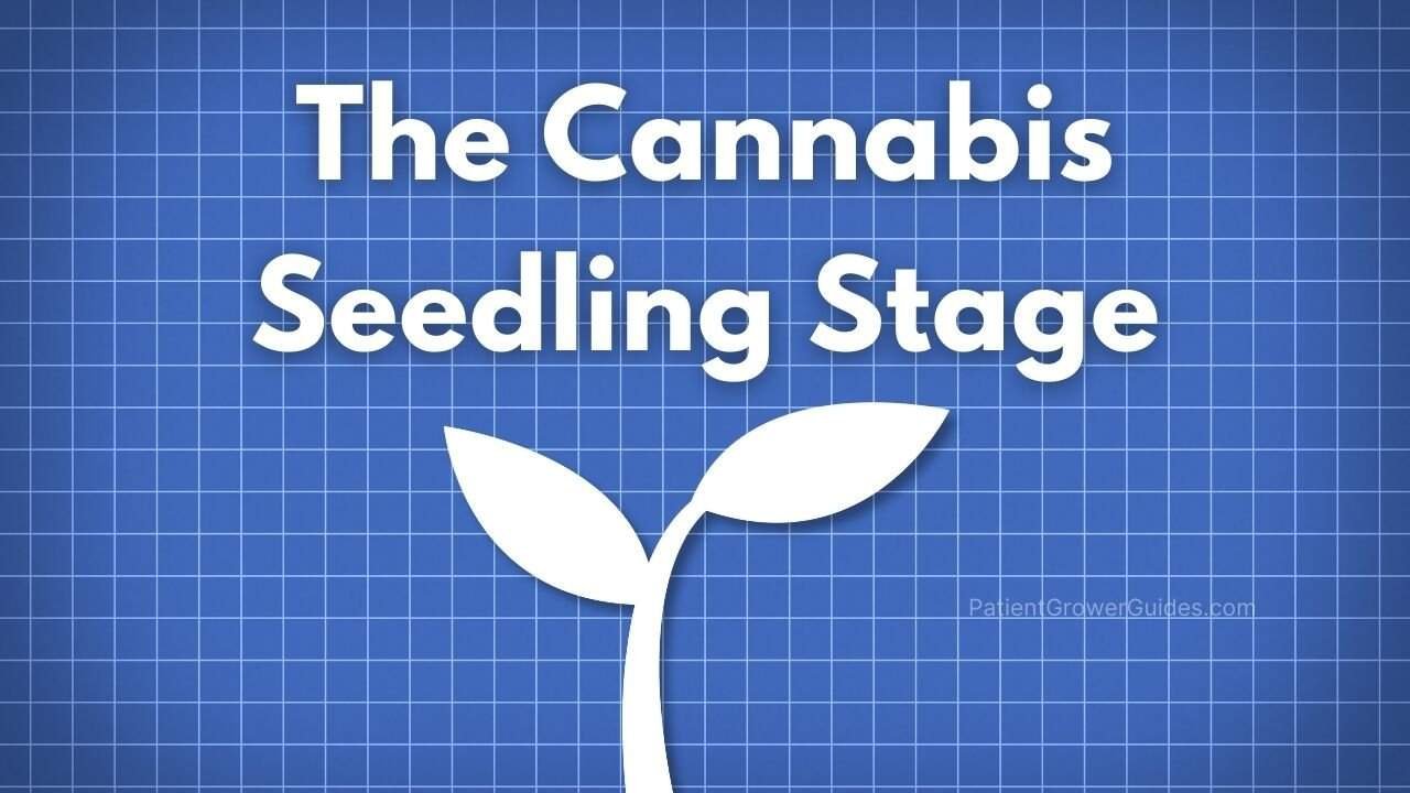 A blueprint design illustrating the planning and care needed for the cannabis seedling stage.