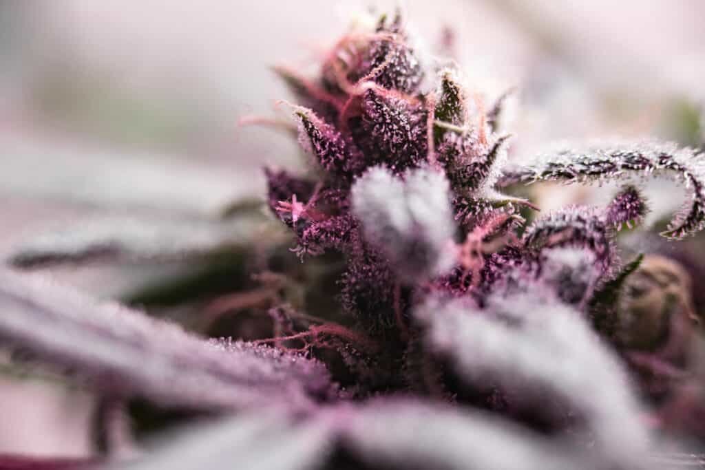 A close-up of cannabis trichomes, the crystal-like glands that produce the terpenes and cannabinoids responsible for a strain's unique effects