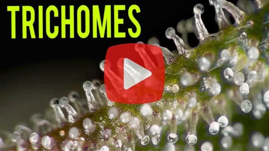 A thumbnail linking to a video about trichomes that shows the viewer how to know when it's time to harvest cannabis.