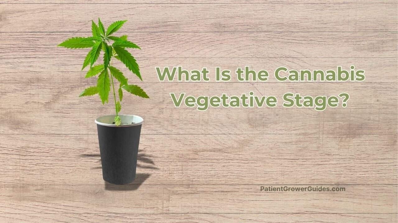 A young plant in the cannabis vegetative stage sits in a black cup against a wood background, with the article title overlaid.