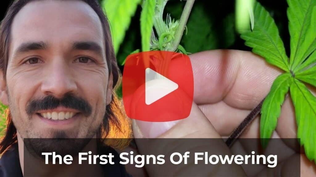 A thumbnail of a YouTube video that talks about the first signs of cannabis flowering.