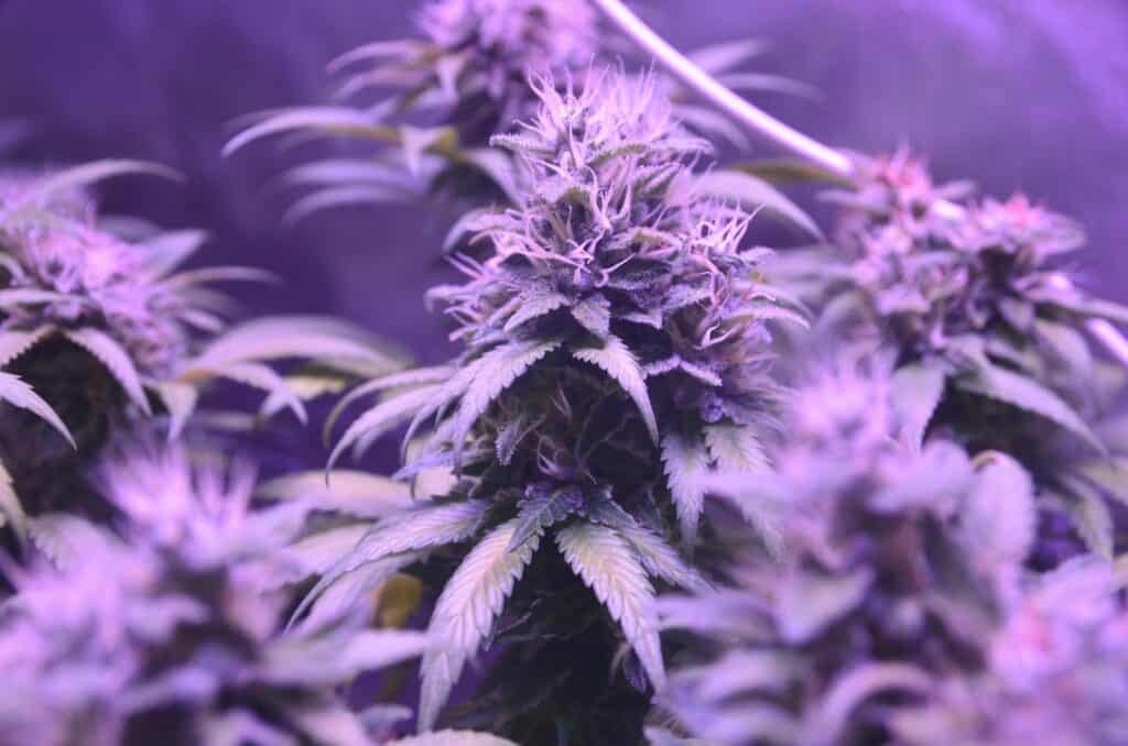 An image of a healthy cannabis plant with beautiful purple colors (and maybe filters)