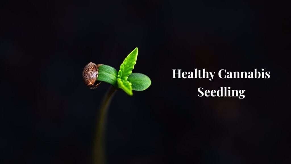An image showing a healthy cannabis seedling.