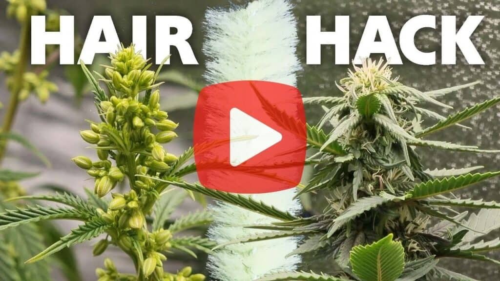 A side-by-side comparison image showing a male cannabis plant with pollen sacs on the left and a female cannabis plant with white pistils on the right, with a fake video play button overlay