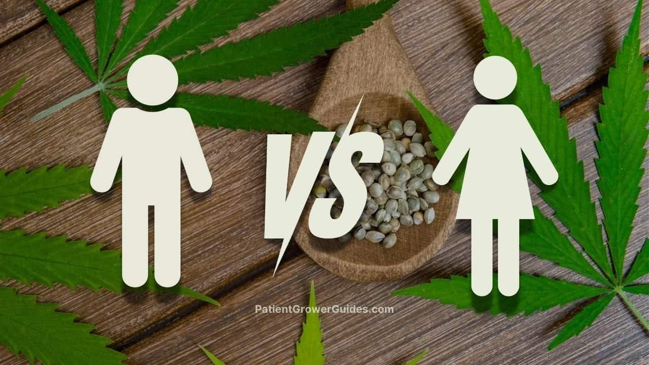 A graphic that depicts the concept of a male vs female cannabis plant.