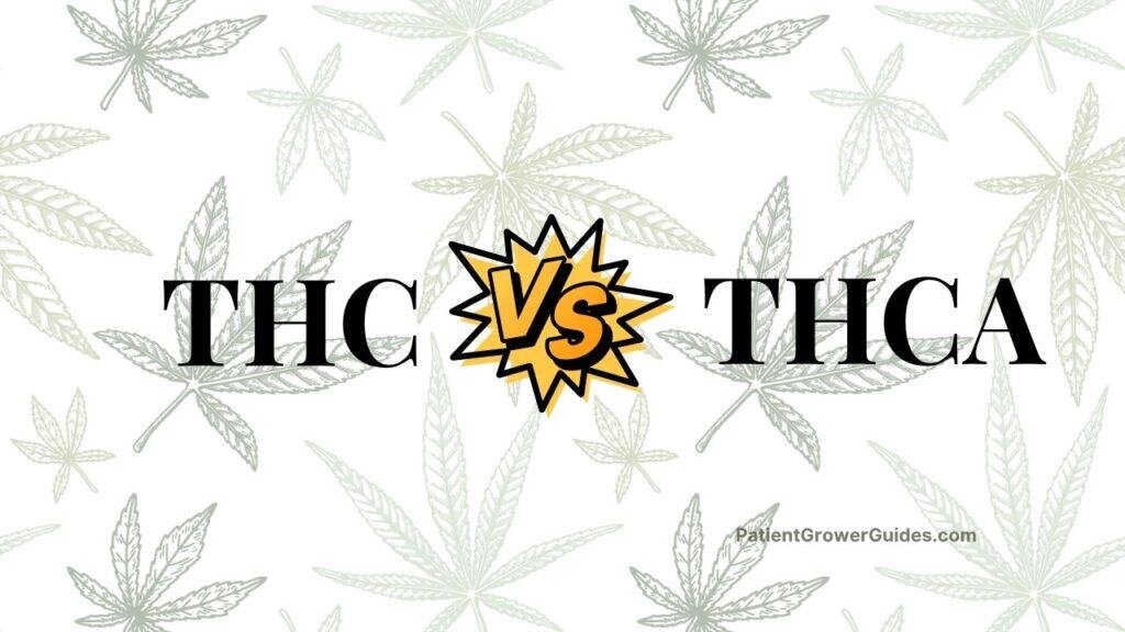 A graphic portraying the showdown of THC vs THCA.