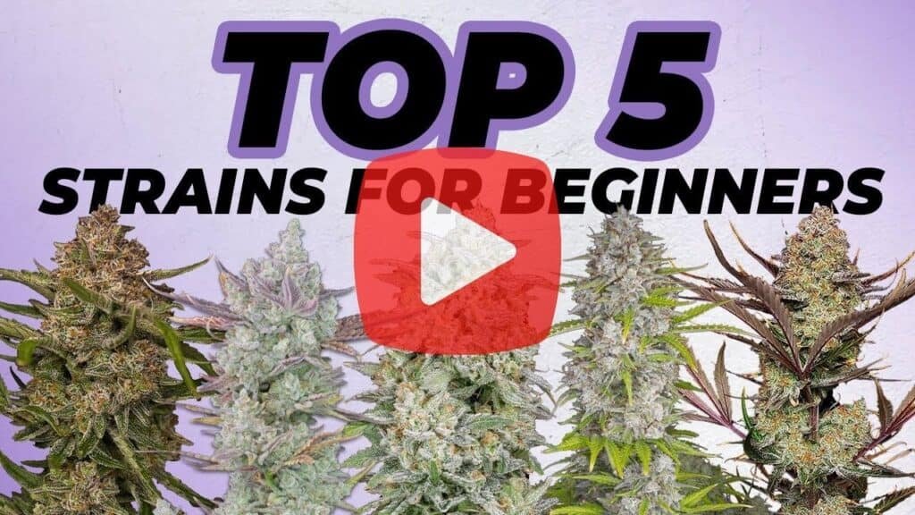 YouTube thumbnail for a video titled Top 5 Strains for Beginners, showing five different cannabis buds and a play button icon.